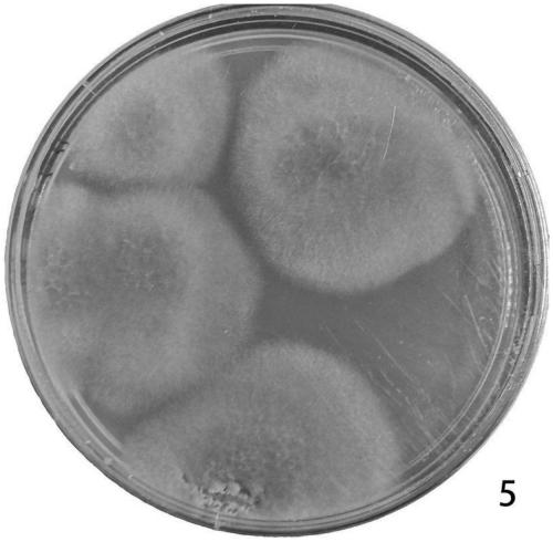 Erythromycin degrading bacterium RJJ-5 and application thereof