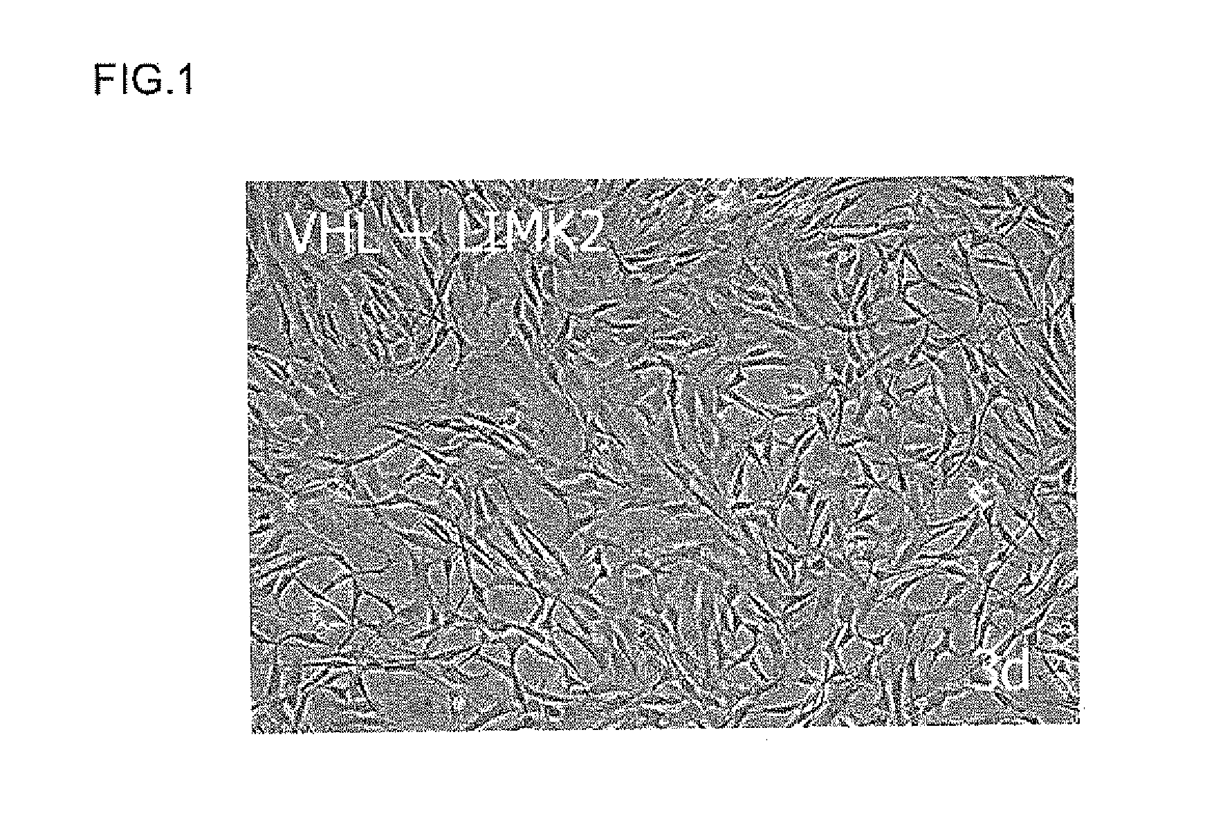 Cell proliferation-promoting peptide and use thereof