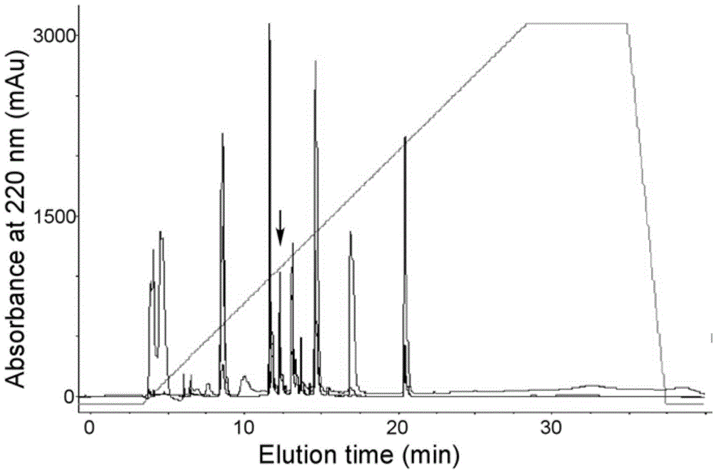 Fabricius bursa undecapeptide capable of promoting immunity