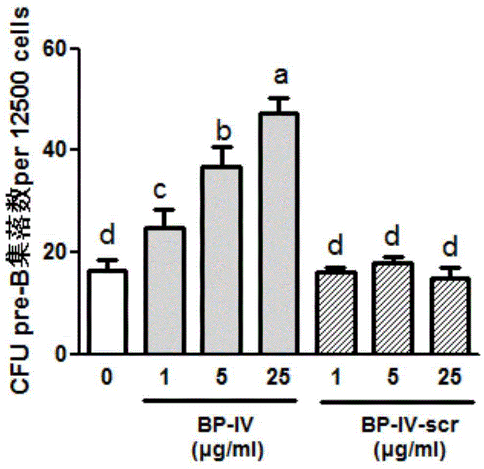 Fabricius bursa undecapeptide capable of promoting immunity