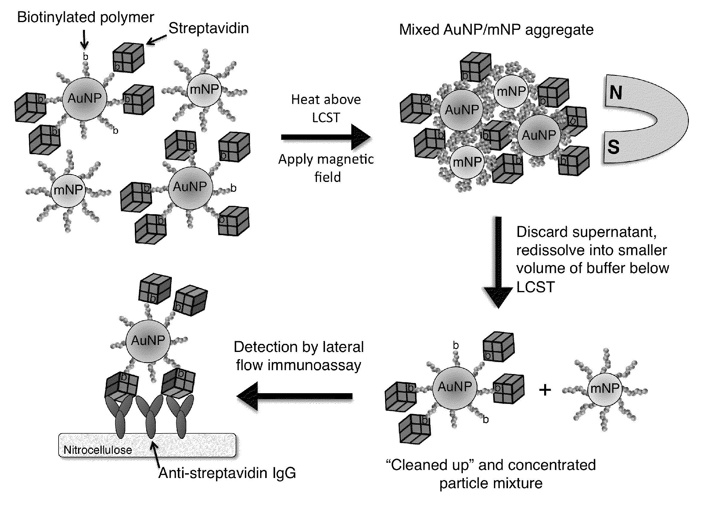 System and method for magnetically concentrating and detecting biomarkers