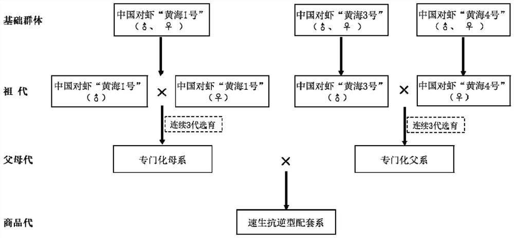 Breeding method of fast-growing stress-resistant type penaeus chinensis commercial line