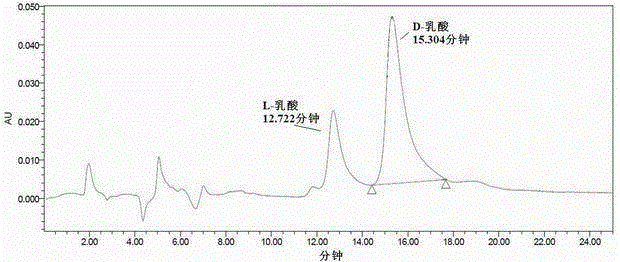 Lactobacillus and method for producing D-lactic acid by fermenting using lactobacillus