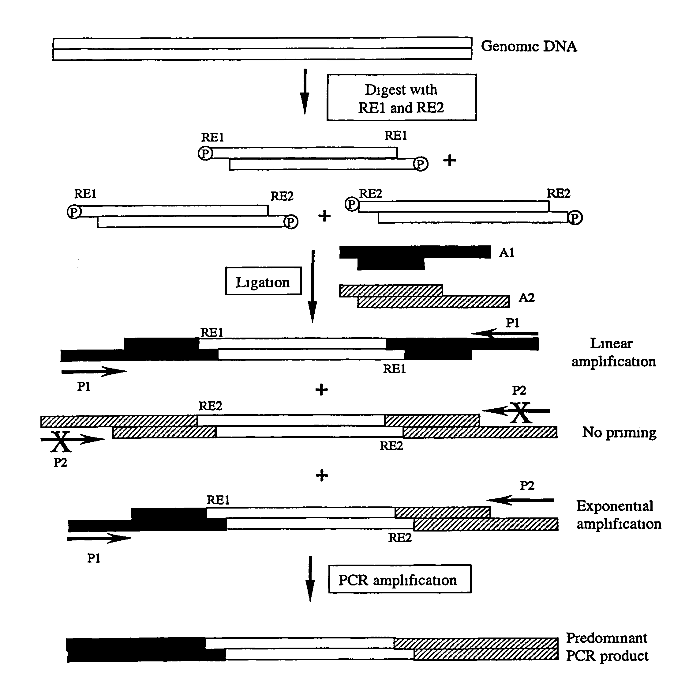 Complexity management of genomic DNA