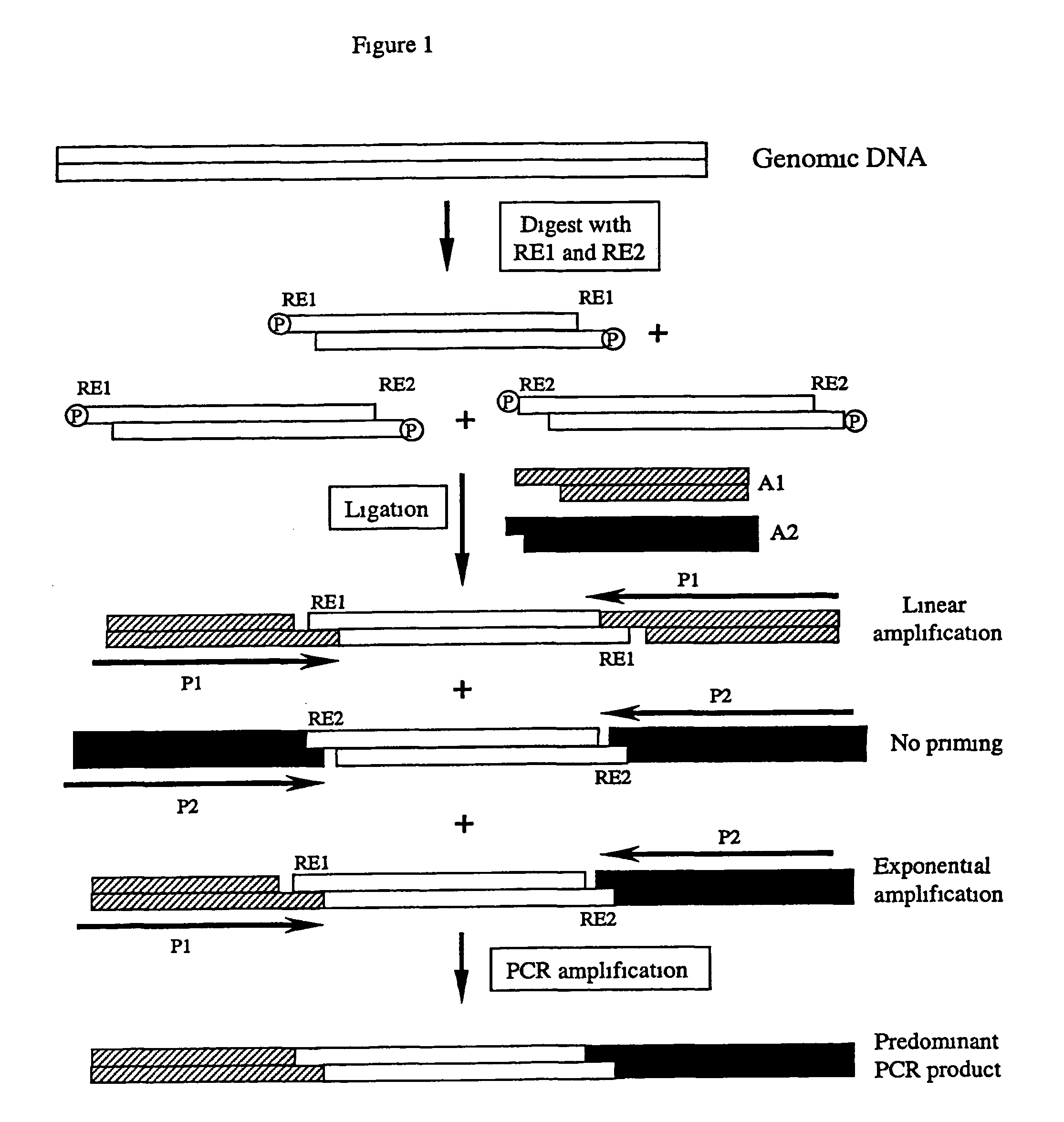 Complexity management of genomic DNA