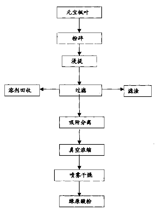 Technology for extracting chlorogenic acid from shoe-shaped maple leaves