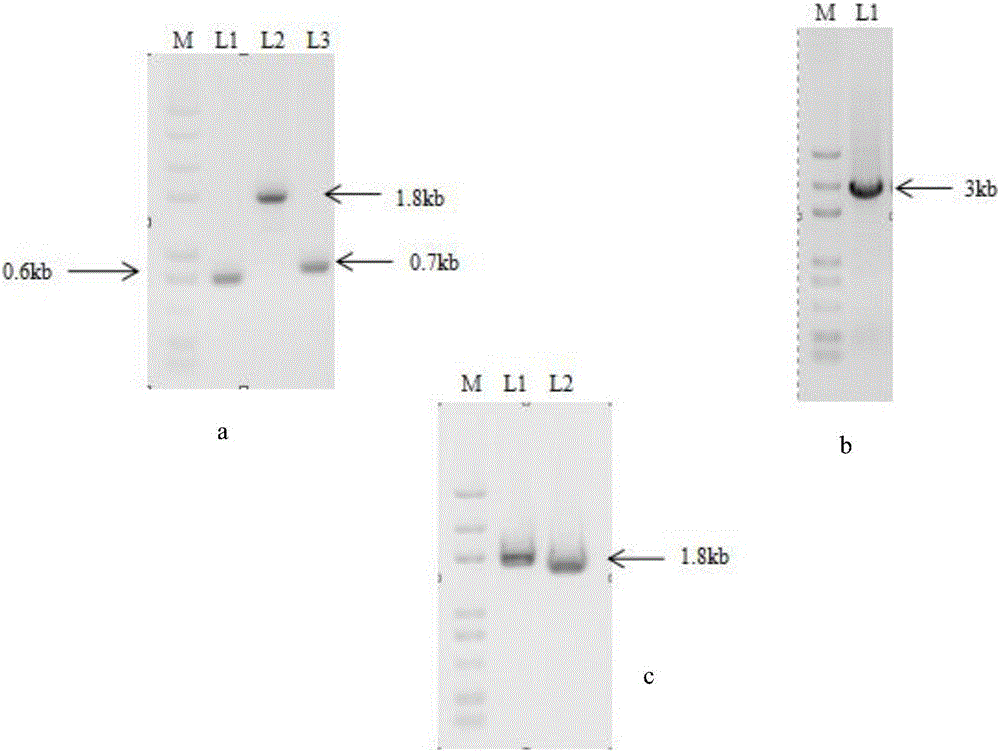 Genetic engineering strain used for producing 2-hydroxyphenazine and preparation method and application genetic engineering strain