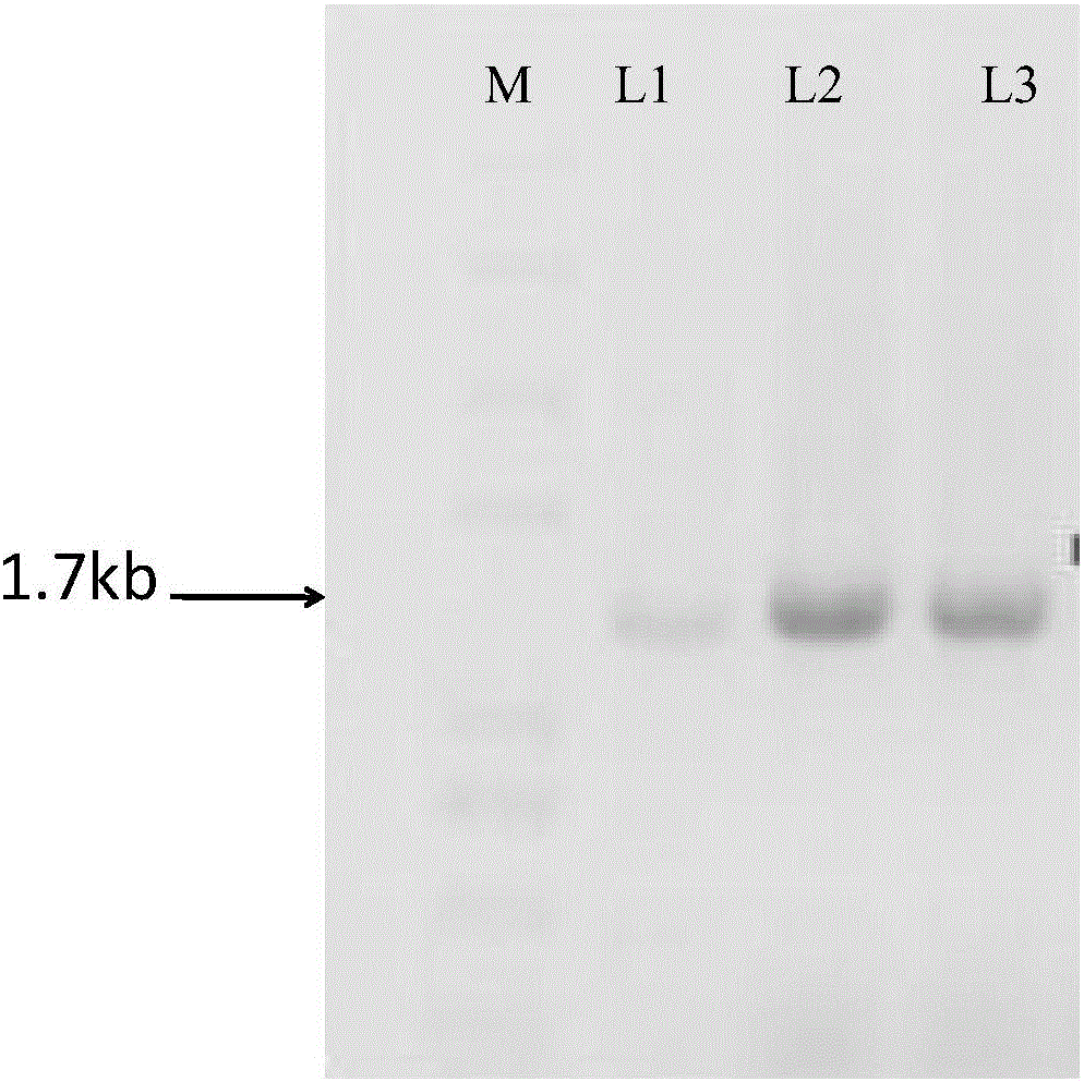 Genetic engineering strain used for producing 2-hydroxyphenazine and preparation method and application genetic engineering strain