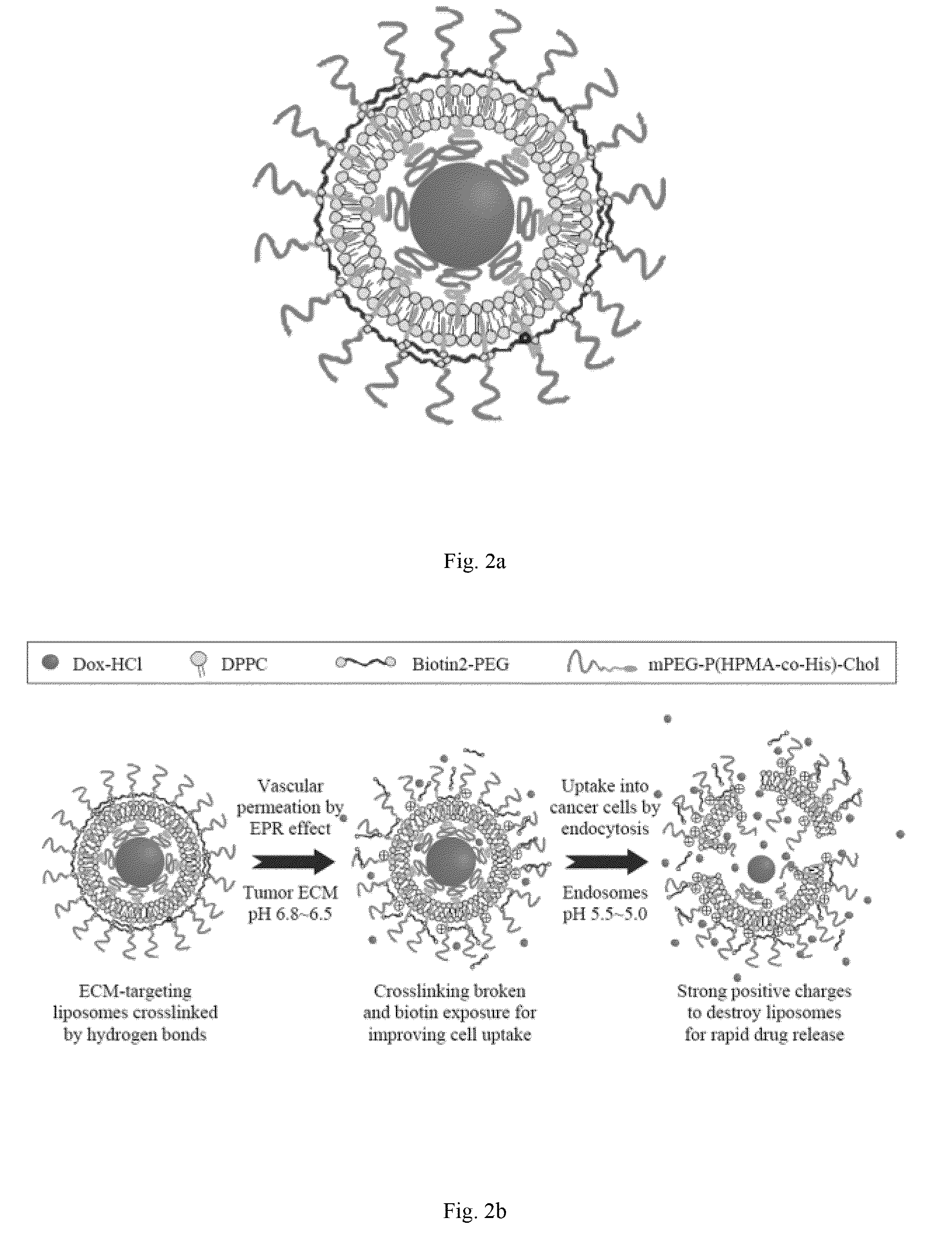 Oligomer-contained nanoparticle complex release system