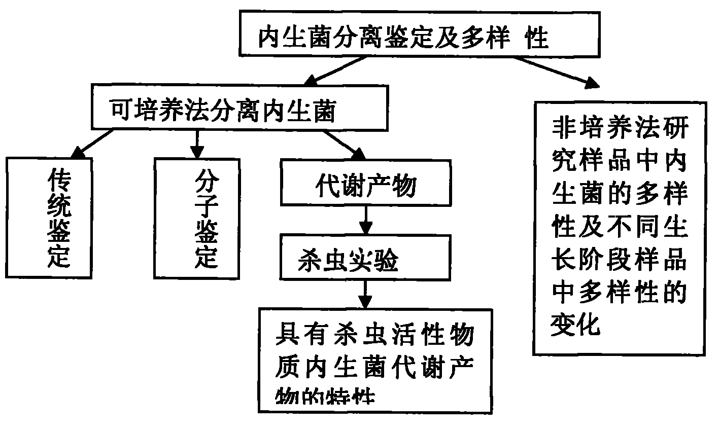 Endophyte with insecticidal active substances and application in biological control