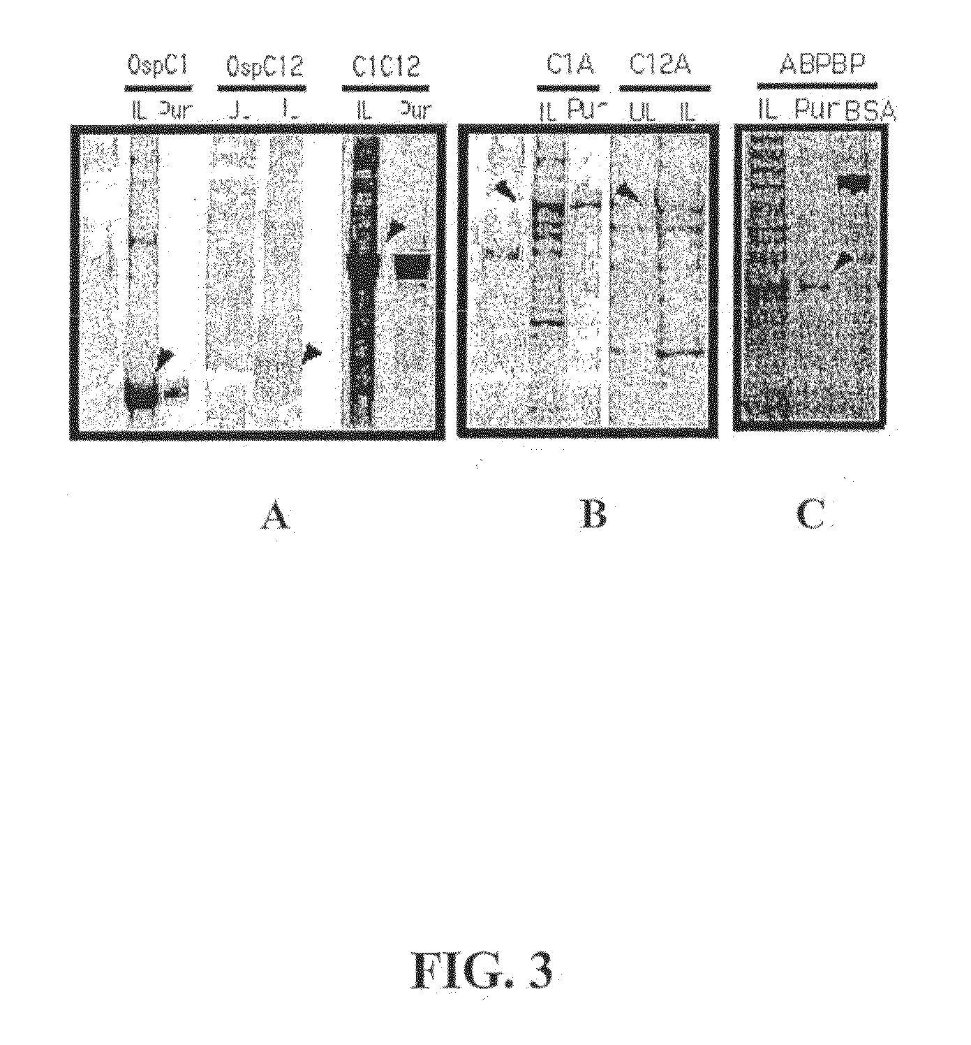 Oral vaccine for Borrelia