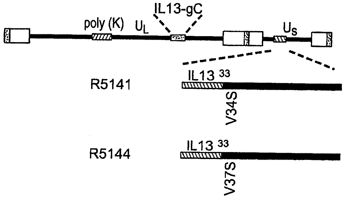 Targeting of herpes simplex virus to specific receptors