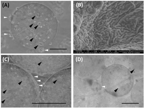 Artificial structure for rapidly regenerating vascularized tissue as well as construction method and application of artificial structure