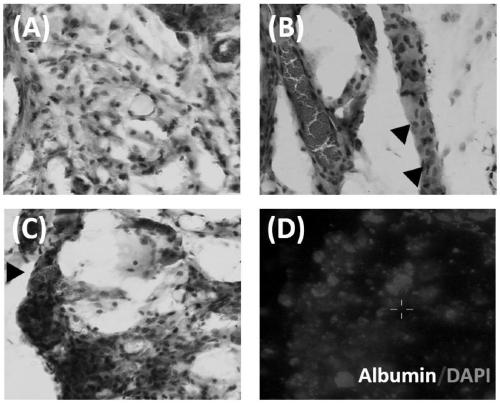 Artificial structure for rapidly regenerating vascularized tissue as well as construction method and application of artificial structure