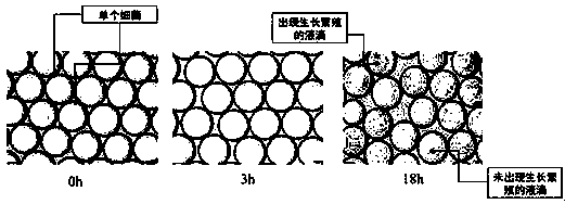 Method for accurately determining bacteria in special condition on basis of microfluidic visualization technology as well as selecting and enriching bacteria in special condition