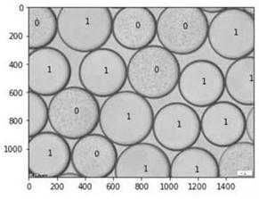 Method for accurately determining bacteria in special condition on basis of microfluidic visualization technology as well as selecting and enriching bacteria in special condition