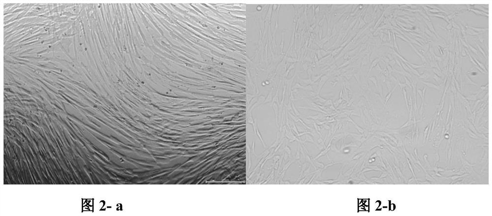 A serum-free medium for mesenchymal stem cells