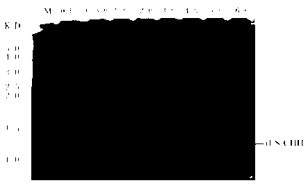 Gene engineering preparation and identification method for eriocheir sinensis crustacean hyperglycemic hormone