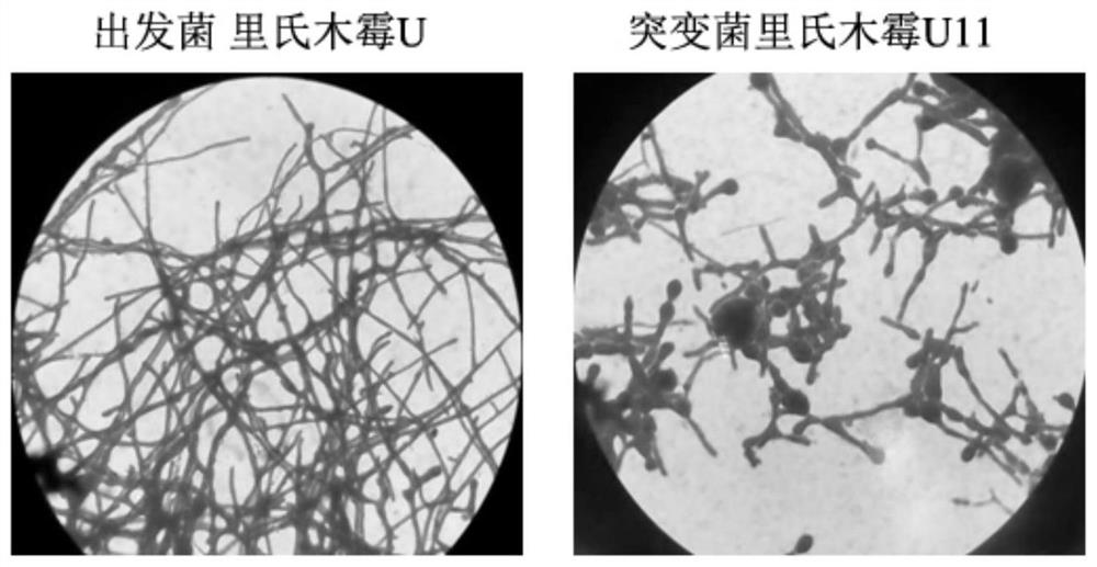 A kind of novel Trichoderma host cell and its application