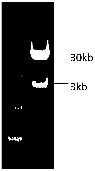 Recombinant adenovirus carrier for expressing African swine fever virus B646L gene, construction method and preparation method of recombinant adenovirus