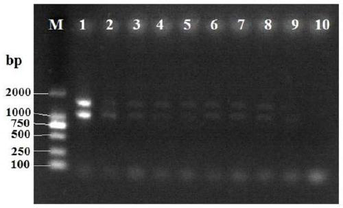 Method and kit for detecting Escherichia coli