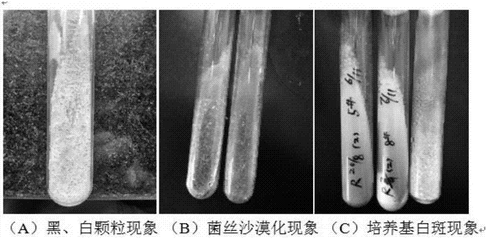 A method for rapidly improving the sclerotization phenomenon of Aspergillus oryzae