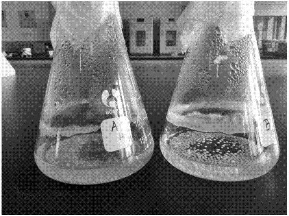 A method for rapidly improving the sclerotization phenomenon of Aspergillus oryzae