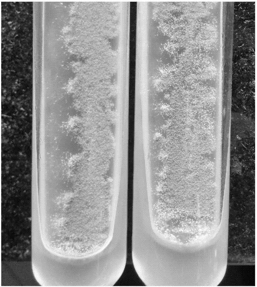 A method for rapidly improving the sclerotization phenomenon of Aspergillus oryzae