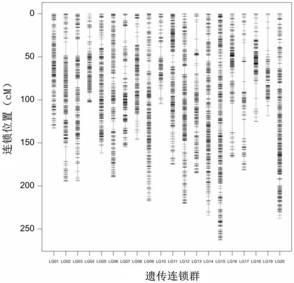 Molecular marker closely linked with bacterial wilt resistance of cultivated peanuts and application of molecular marker