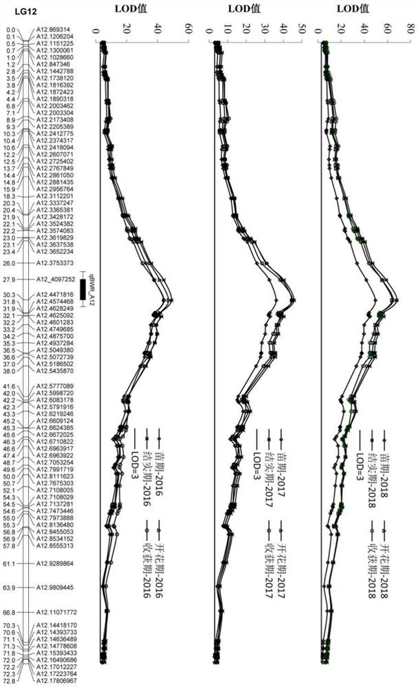 Molecular marker closely linked with bacterial wilt resistance of cultivated peanuts and application of molecular marker