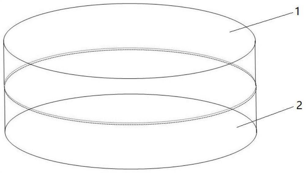 The method of rearing South American tomato leafminer with one head