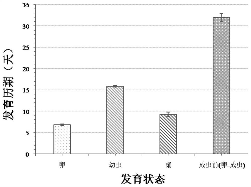 The method of rearing South American tomato leafminer with one head