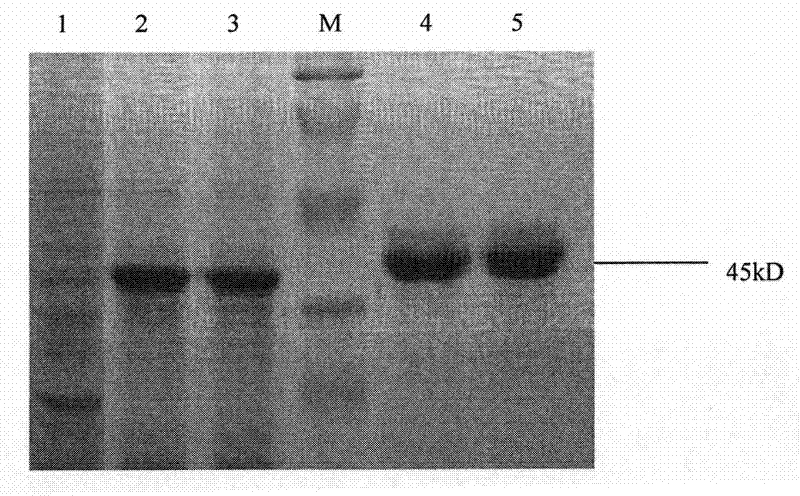 Expression of cymbidium mosaic virus coat protein gene and preparation method for antibody of cymbidium mosaic virus coat protein gene