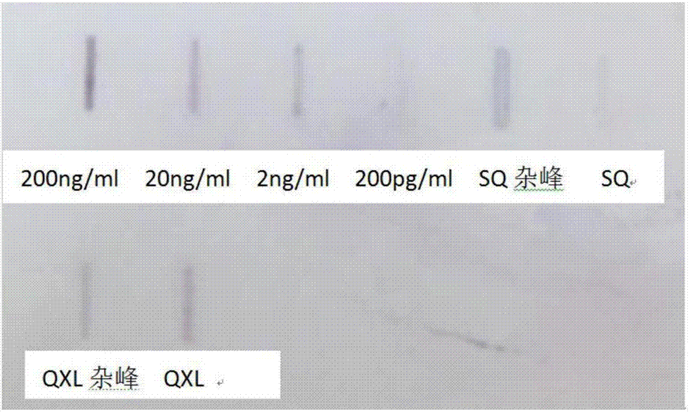 Slow virus purification method