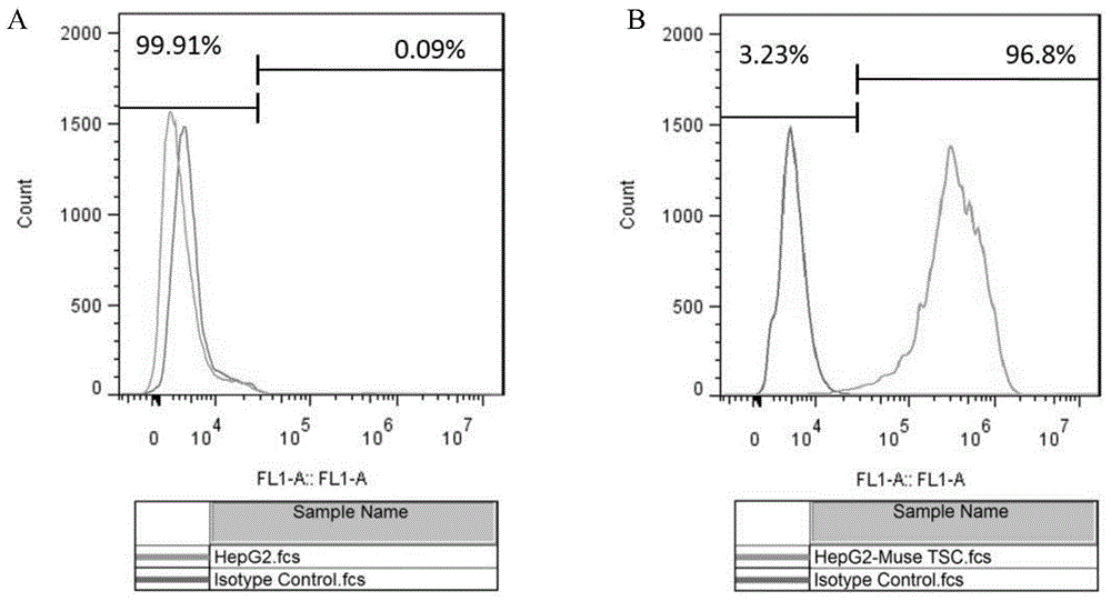 Separating method of tumor stem cells