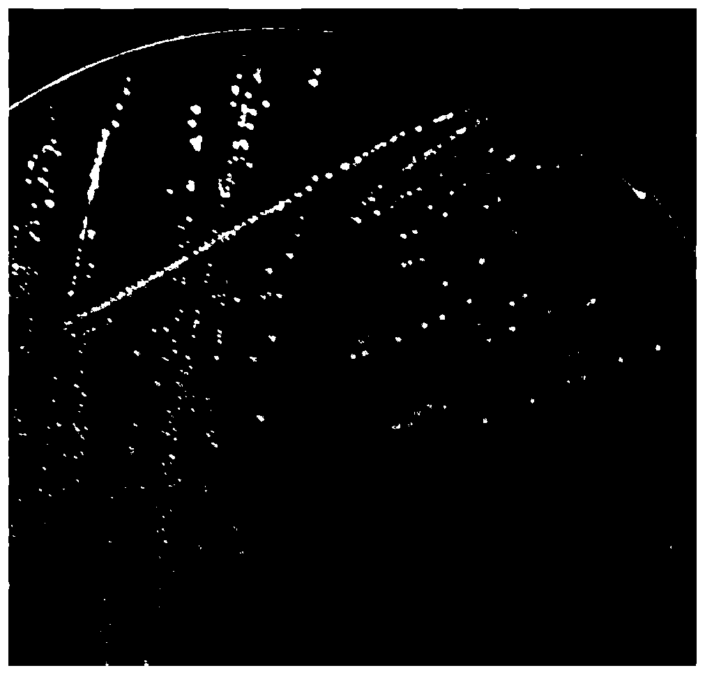 Application of CCFM16 in preparation of bacterial agents, foods or medicines for relieving infantile autism and adsorbing polychlorinated biphenyl