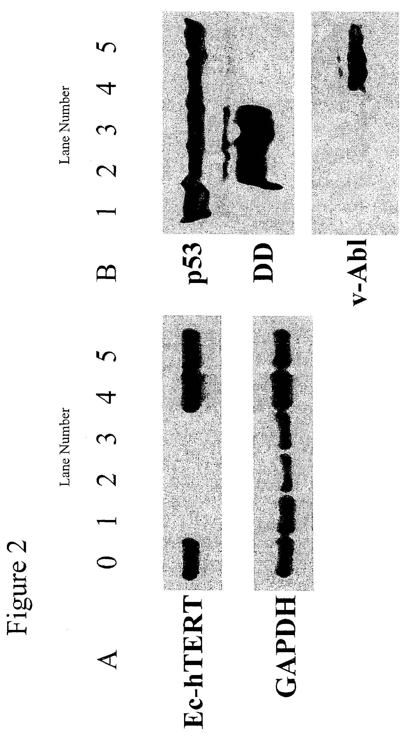 Fusion partner cells and uses thereof