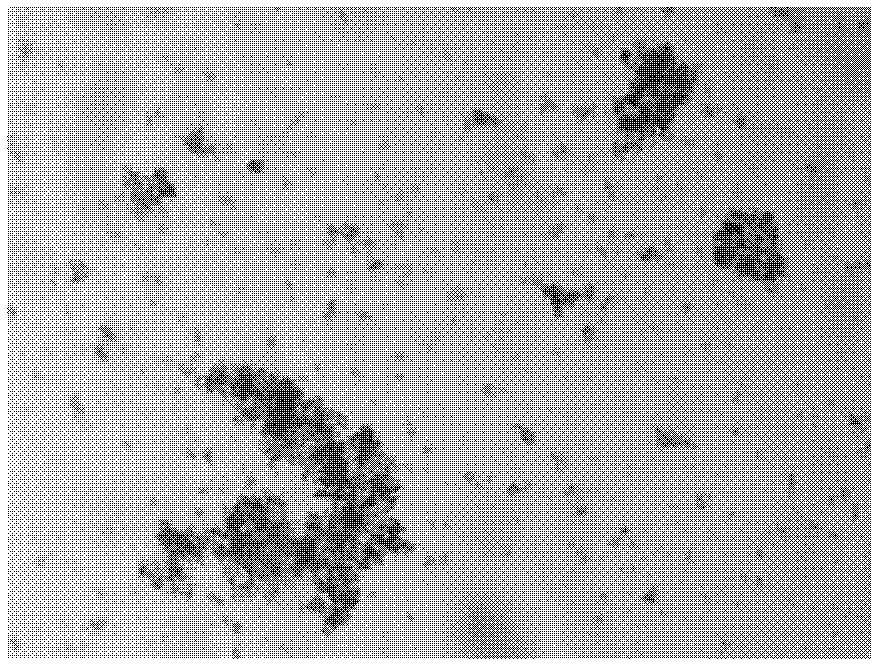 Preparation of chitosamine-selenium nanometer trace-element nutrition regulator