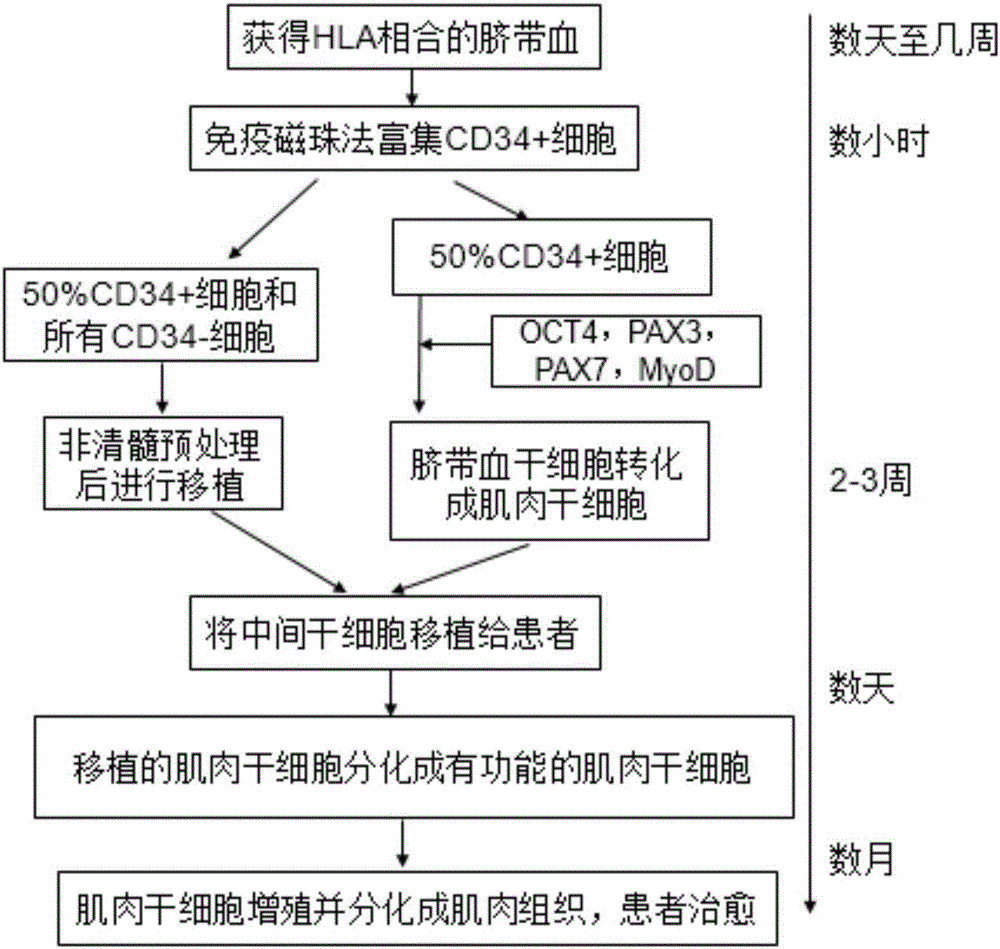 Method of using umbilical cord blood stem cells to treat muscular dystrophy