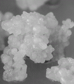 In Vitro Regeneration Method of Somatic Embryos for Genetic Transformation and Rapid Propagation of Lily Lily