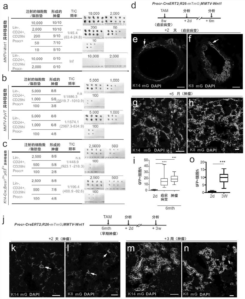 Methods and compositions for tnbc stratification and treatment