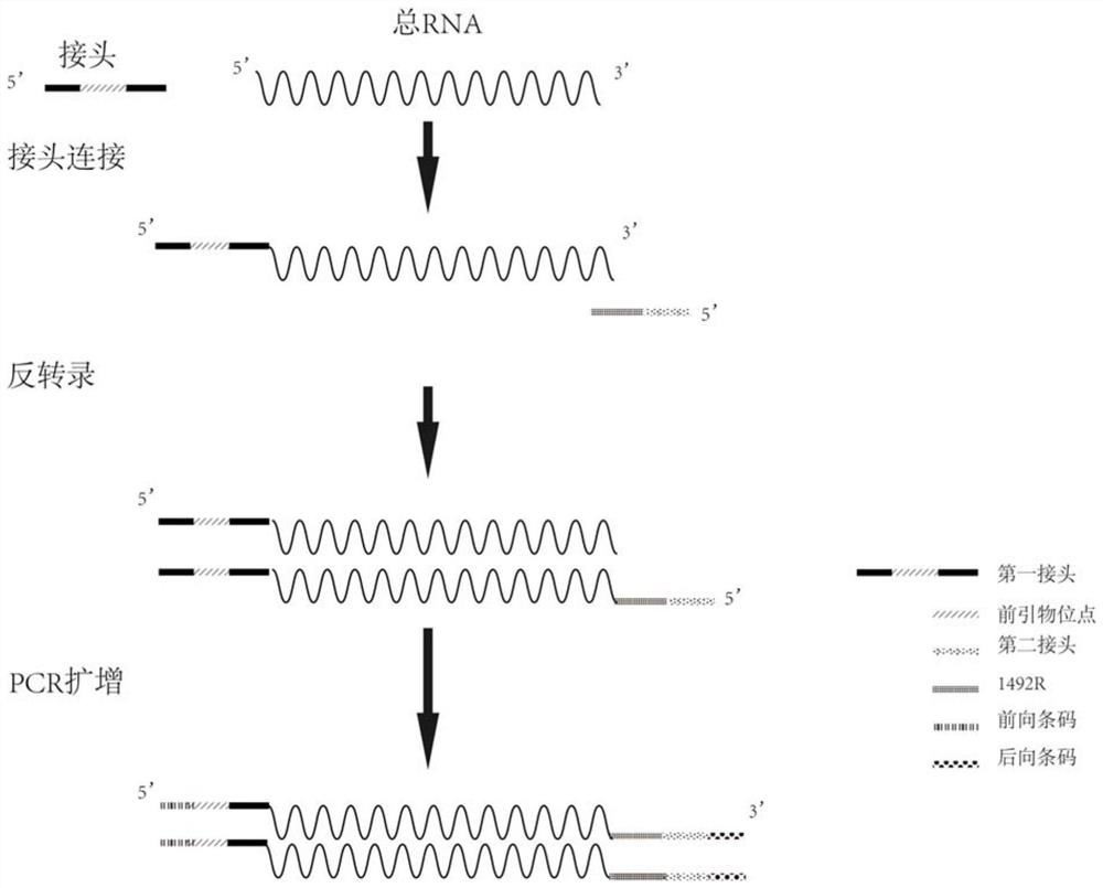 Method for analyzing microbial community structure based on reverse transcription of full-length small subunit ribosomal RNA