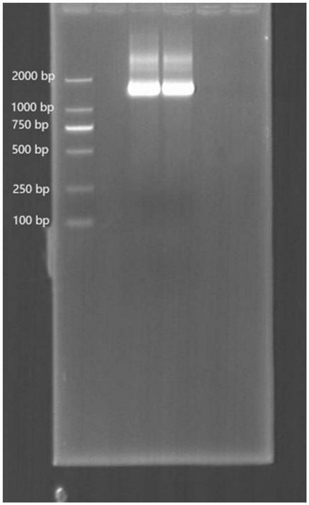 Method for analyzing microbial community structure based on reverse transcription of full-length small subunit ribosomal RNA