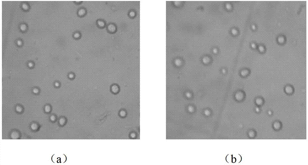 Direct-vat-set (DVS) mildewed bean dreg starter as well as preparation method and application thereof