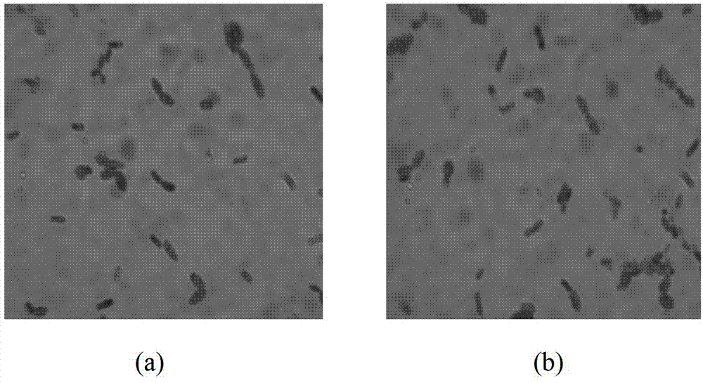 Direct-vat-set (DVS) mildewed bean dreg starter as well as preparation method and application thereof