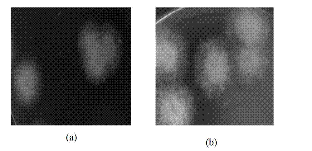 Direct-vat-set (DVS) mildewed bean dreg starter as well as preparation method and application thereof