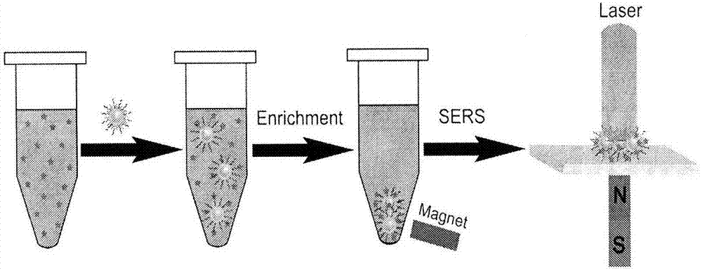 Antibiotic Raman spectrum detection method based on surface-modified magnetic nano-silver flower substrate