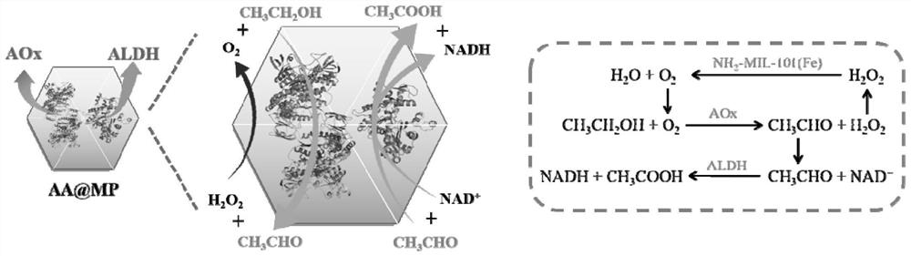 Preparation of bionic MOF (Metal Organic Framework) nanocapsule capable of rapidly degrading ethanol and application of bionic MOF nanocapsule in treatment of alcoholism