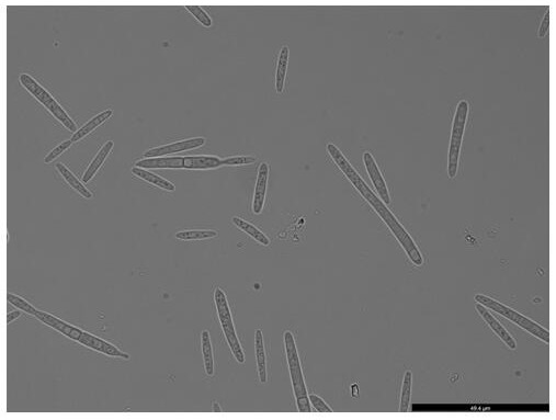 Ustilago esculenta endogenous promoter pEF as well as expression vector and application thereof