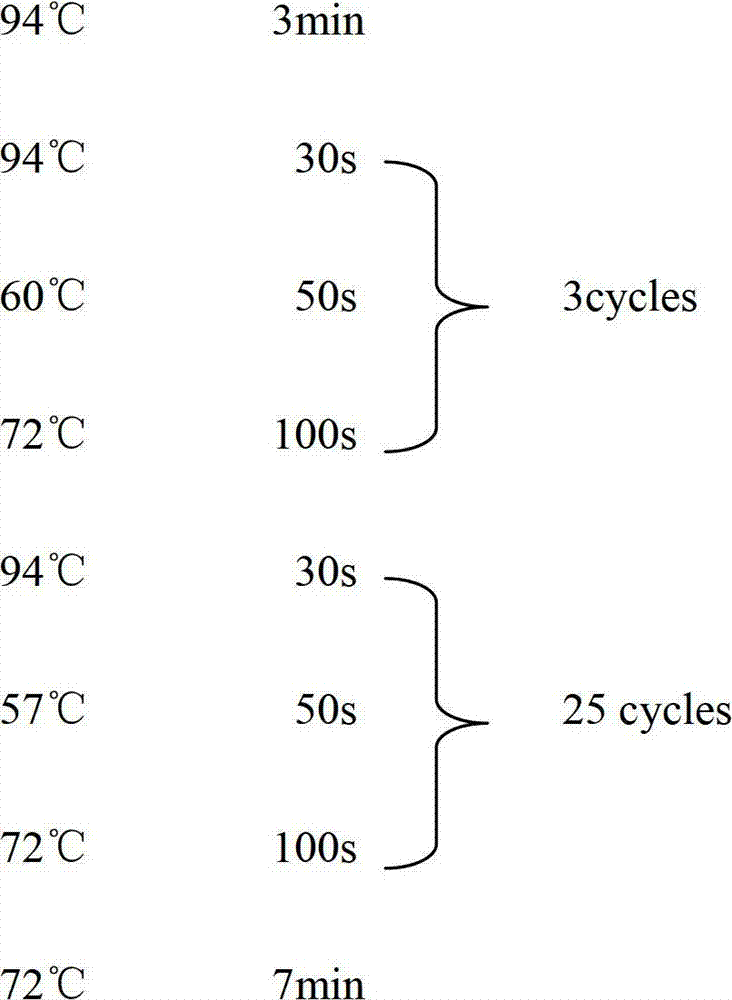 Kit and detection method for rapidly detecting multiple virulence factors GeXP of vibrio harveyi